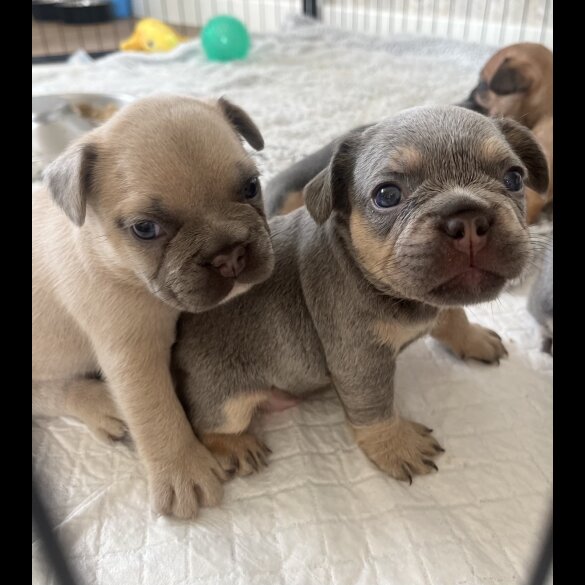French Bulldog - Both