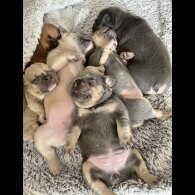French Bulldog - Both