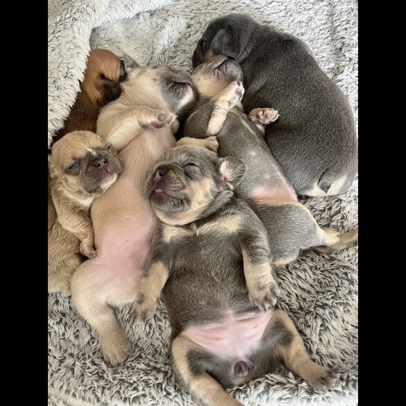 French Bulldog - Both