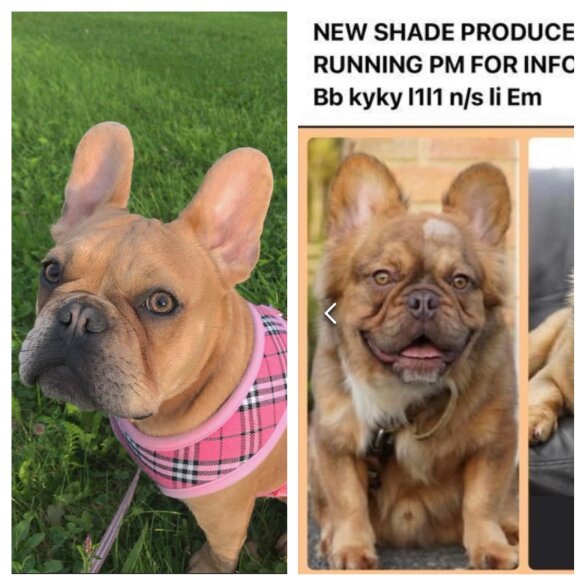 French Bulldog - Both