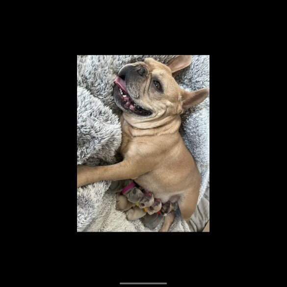 French Bulldog - Both