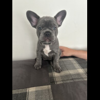 French Bulldog - Both