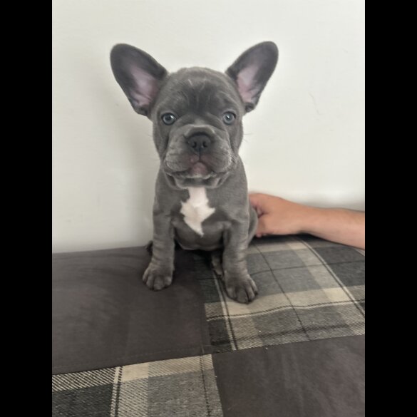 French Bulldog - Both