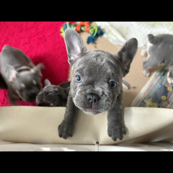 French Bulldog - Both