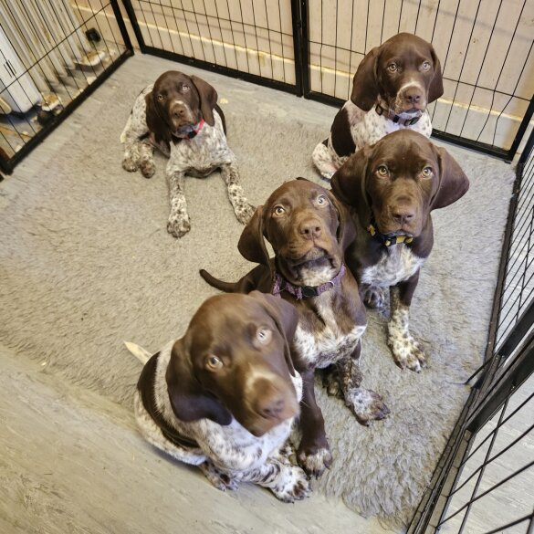 German Pointer - Dogs