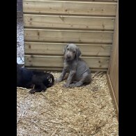 German Pointer - Both