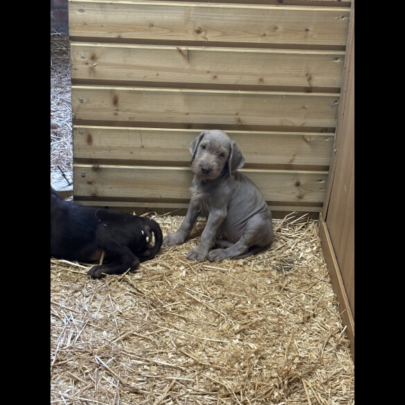 German Pointer - Both