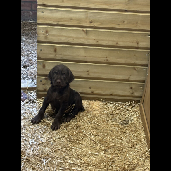 German Pointer - Both