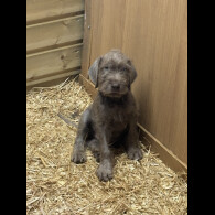 German Pointer - Both