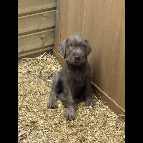 German Pointer - Both