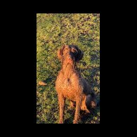 German Pointer - Both