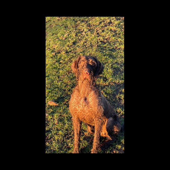 German Pointer - Both