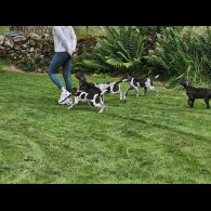 German Pointer - Dogs