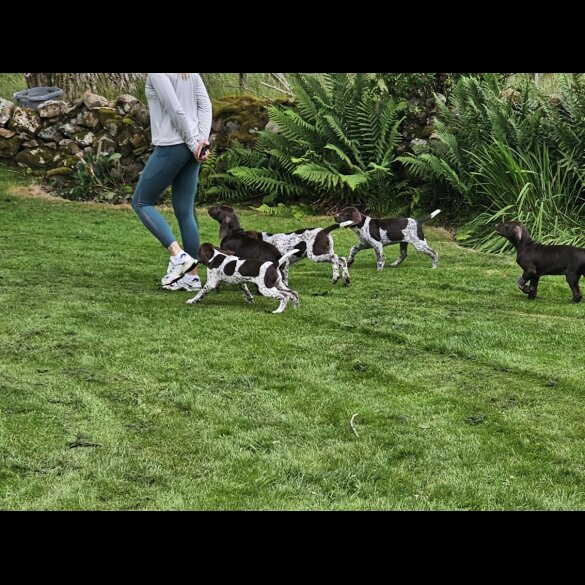 German Pointer - Dogs