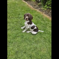 German Pointer - Dogs
