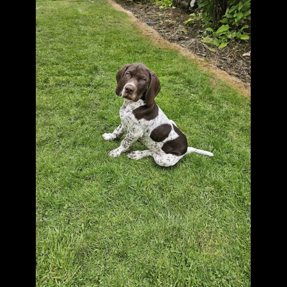 German Pointer - Dogs