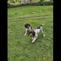 German Pointer - Dogs