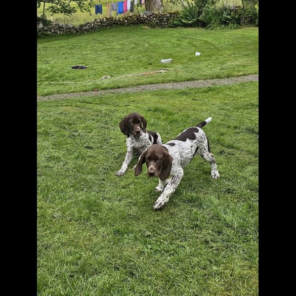 German Pointer - Dogs