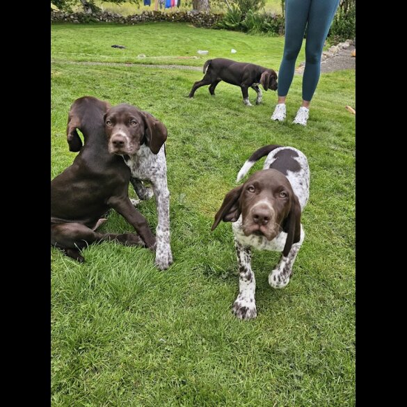 German Pointer - Dogs