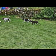German Pointer - Dogs