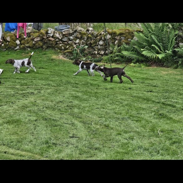 German Pointer - Dogs