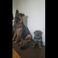 German Shepherd (Alsatian) - Bitches