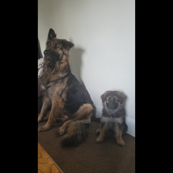 German Shepherd (Alsatian) - Bitches