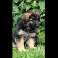 German Shepherd (Alsatian) - Bitches