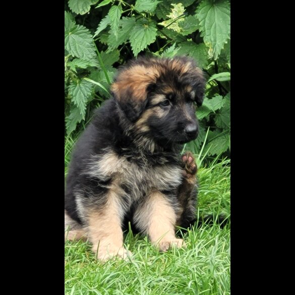 German Shepherd (Alsatian) - Bitches