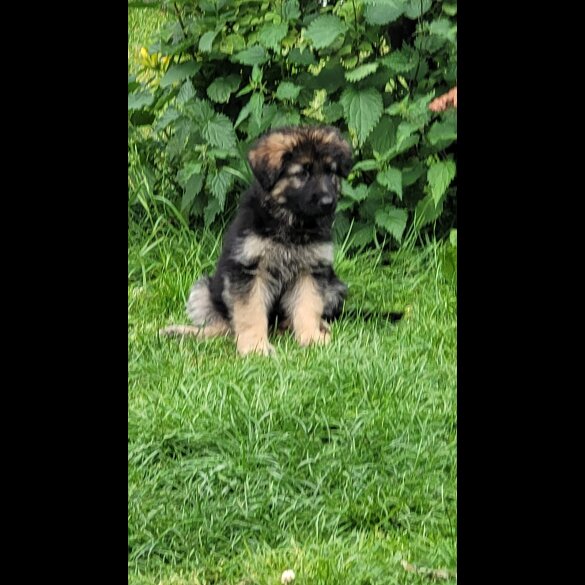 German Shepherd (Alsatian) - Bitches