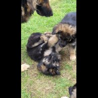 German Shepherd (Alsatian) - Bitches