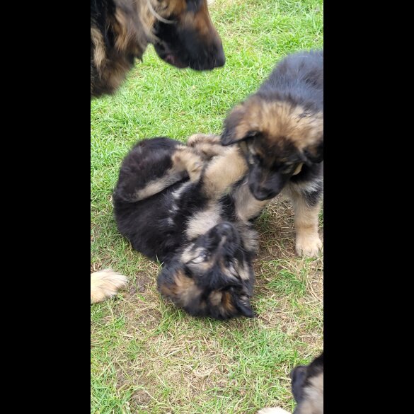 German Shepherd (Alsatian) - Bitches