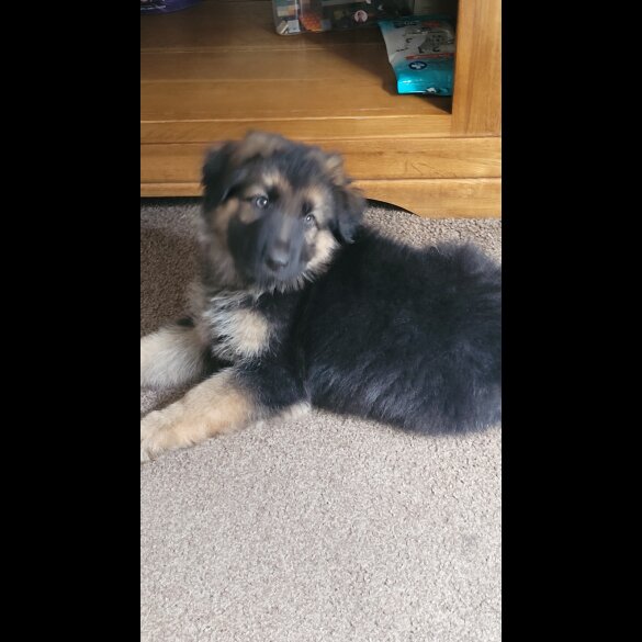 German Shepherd (Alsatian) - Bitches