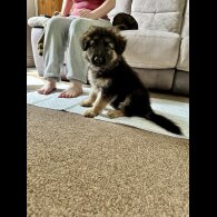 German Shepherd (Alsatian) - Bitches