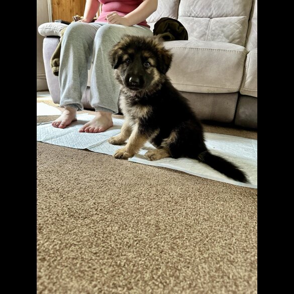 German Shepherd (Alsatian) - Bitches