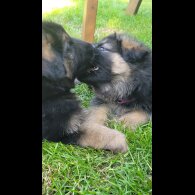 German Shepherd (Alsatian) - Bitches