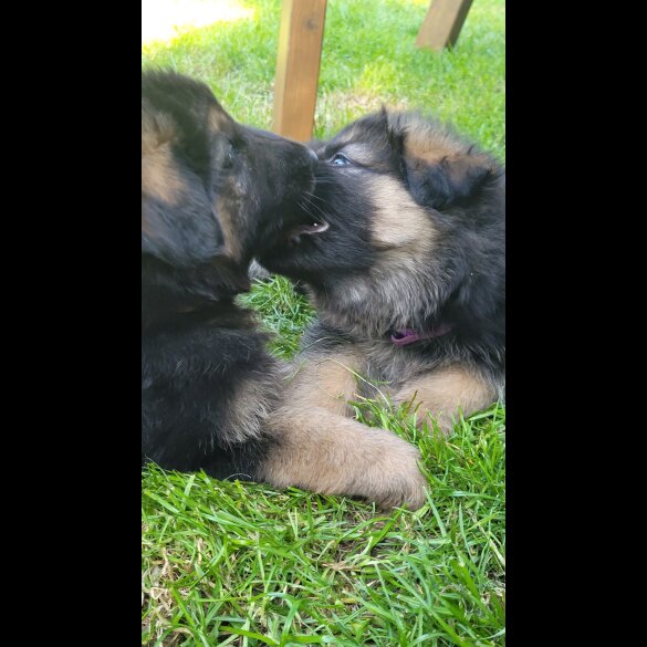 German Shepherd (Alsatian) - Bitches