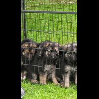 German Shepherd (Alsatian) - Bitches