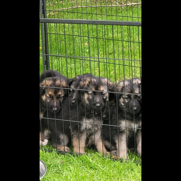 German Shepherd (Alsatian) - Bitches
