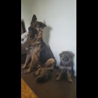 German Shepherd (Alsatian) - Bitches