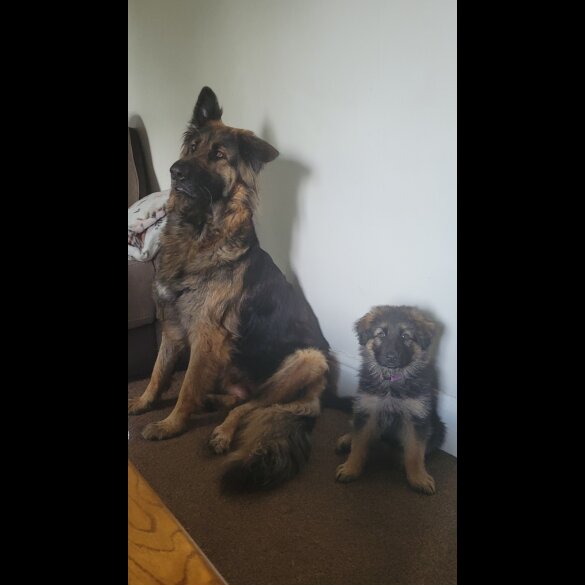 German Shepherd (Alsatian) - Bitches