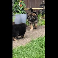German Shepherd (Alsatian) - Bitches