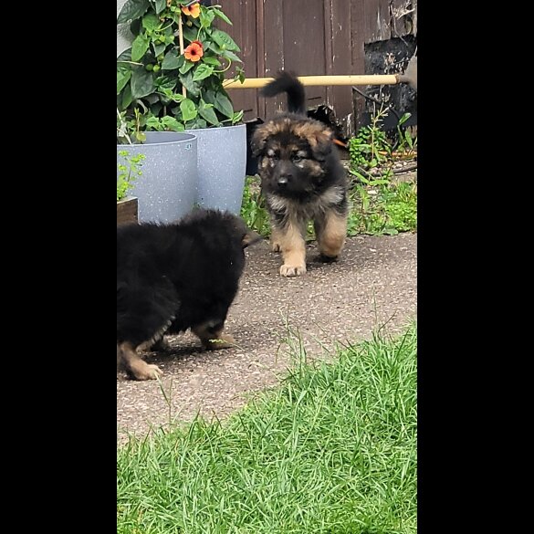 German Shepherd (Alsatian) - Bitches