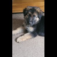 German Shepherd (Alsatian) - Bitches