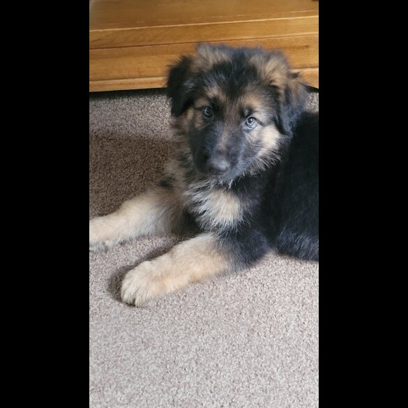 German Shepherd (Alsatian) - Bitches