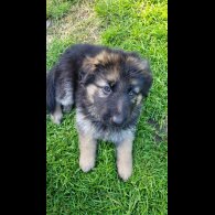 German Shepherd (Alsatian) - Bitches