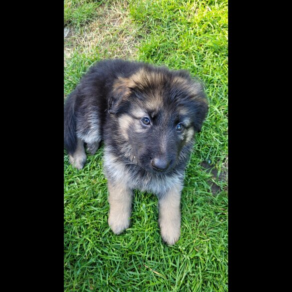 German Shepherd (Alsatian) - Bitches