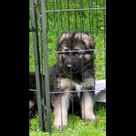 German Shepherd (Alsatian) - Bitches