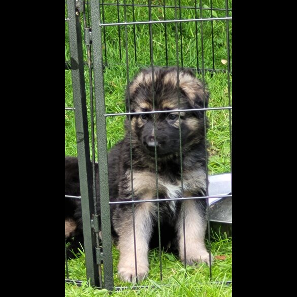 German Shepherd (Alsatian) - Bitches