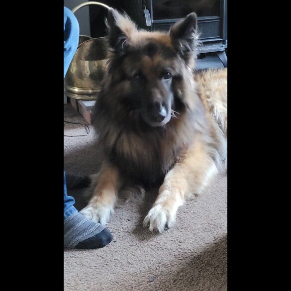 German Shepherd (Alsatian) - Bitches